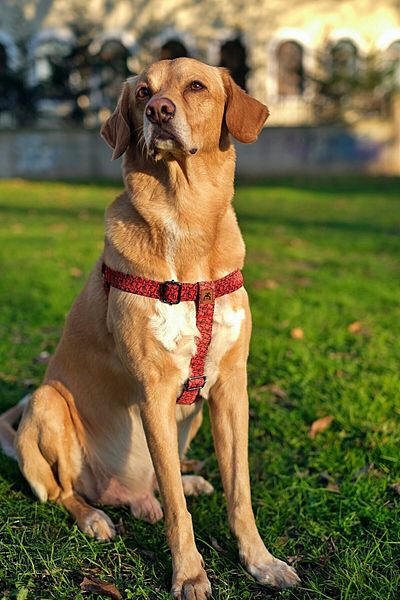 UTDpet Redd Dog Collar Set