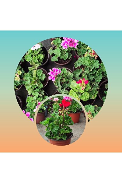 Genel Markalar 3 Adet Sardunya Fidesi 5.5 mini saksıda