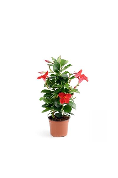 FİDEİSTE Saksıda Mandevilla Sarmaşığı Dipladenia splendens
