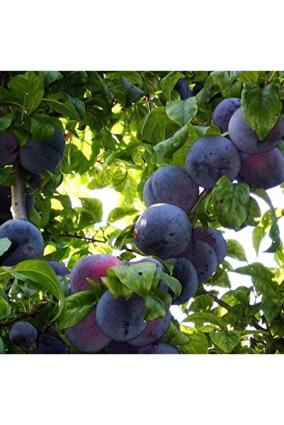 İdeaPazar Tüplü Aşılı Tam Bodur Angeleno (Anjelika) Japon Erik Fidanı