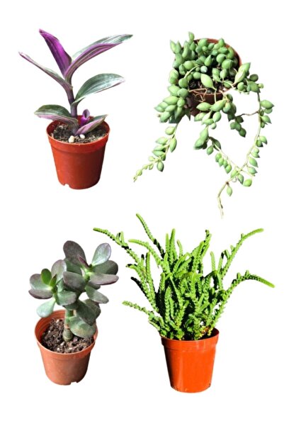 SOcactus Prenses Çamı - Para Ağacı Çiçeği - Tespih Çiçeği- Tradescantia Zebrina Kaktüs Sukulent