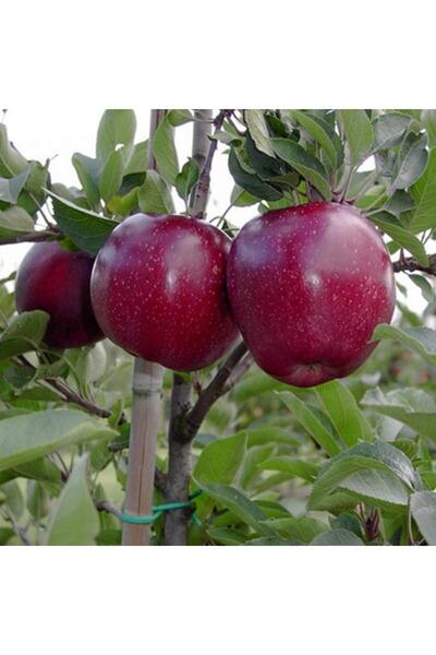 İdeaPazar Tüplü Aşılı Yüksek Verimli Tam Bodur Joremini Elma Fidanı
