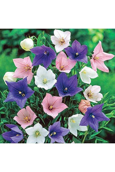 İdeaPazar Karışık Renkli Balon Çiçeği Tohumu Mix Platycodon (100 Tohum)