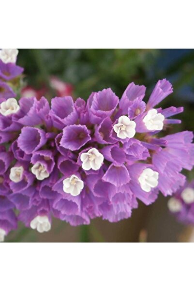 İdeaPazar Limonium Sinuatum Lilac Lavender Deniz Lavantası Tohumu 30 Tohum