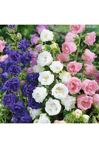 İdeaPazar Calycanthema ‘cup & Saucer’ Campanula Karışık Çan Çiçeği Tohumu (10...