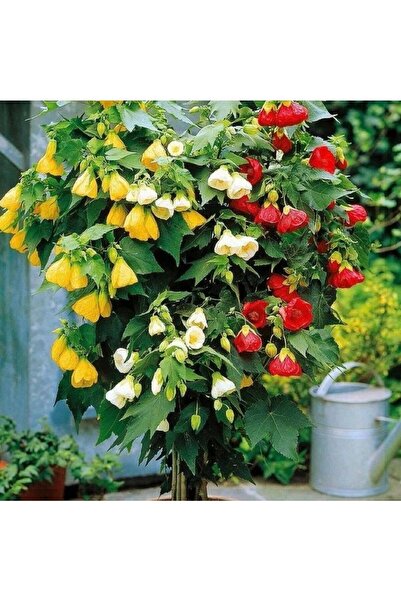 İdeaPazar Karışık Renkli Çin Çan Çiçeği Tohumu (50 Tohum)