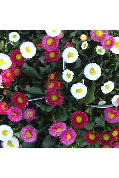 İdeaPazar Mix Katmerli Bellis Perennis Ponpon Ingiliz Çayır Papatyası Çiçeği ...