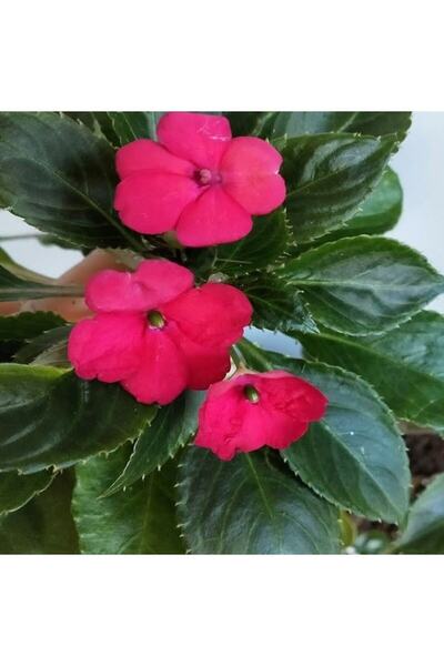 İdeaPazar Saksılık Wallerine Carmine Bodur Cam Güzeli Çiçeği Tohumu (20 Tohum)