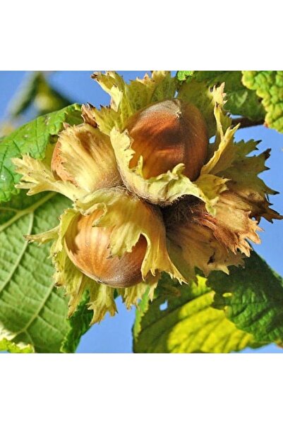 İdeaPazar Tüplü Verimli Yöresel Ordu Çakıldak Fındık Fidanı