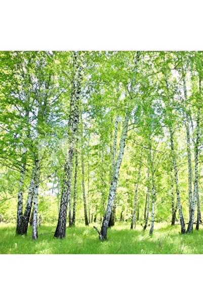 İdeaPazar Tüplü Soğuklara Dayanıklı Huş Ağacı (betula Alba) Fidanı