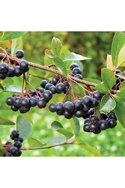 İdeaPazar Tüplü Rus Yaban Mersini Nero Aronya Fidanı (10-20 Cm)