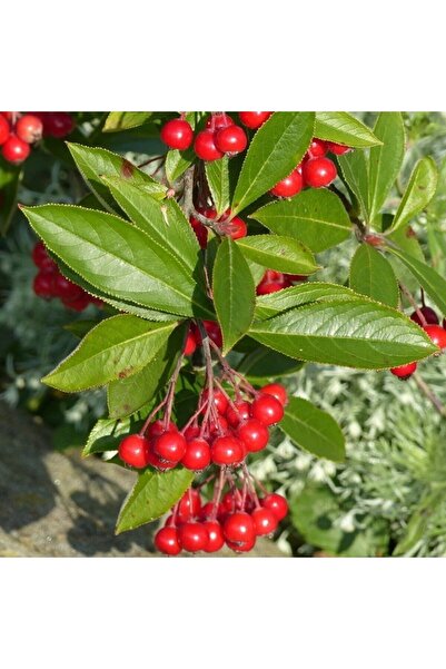 İdeaPazar Tüplü Kırmızı Aronya (red Aronia) Chokoberry Fidanı