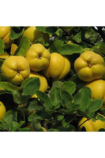 İdeaPazar Tüplü Aşılı Yarıbodur Verimli Aromatik Eşme Ayva Fidanı