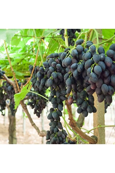İdeaPazar Tüplü Siyah Hatun Parmağı Çekirdeksiz Üzüm Asma-bağ Fidanı