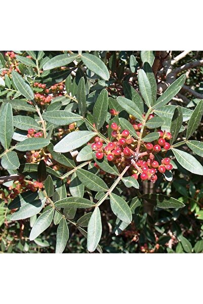 İdeaPazar Tüplü Bıttım Ağacı Fidanı