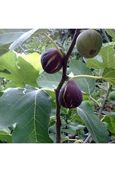 İdeaPazar Tüplü Özel Ürün Karadeniz Patlıcan Incir Fidanı