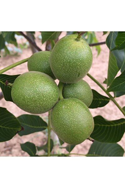 İdeaPazar Tüplü Aşılı Bol Verimli Fernor Ceviz Fidanı