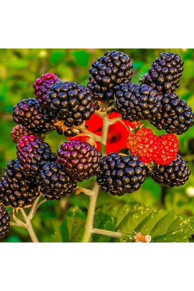 İdeaPazar Tüplü Özel Ürün Aromatik Bol Verimli Brazos Böğürtlen Fidanı