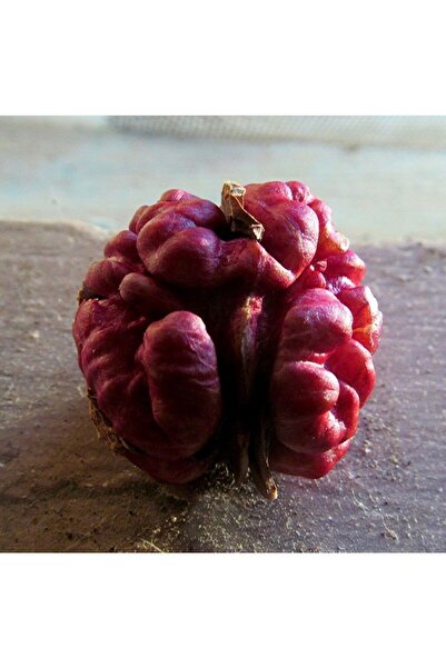 İdeaPazar Sınırlı Stok Özel Üretim R.livermore Kırmızı Ceviz Fidanı