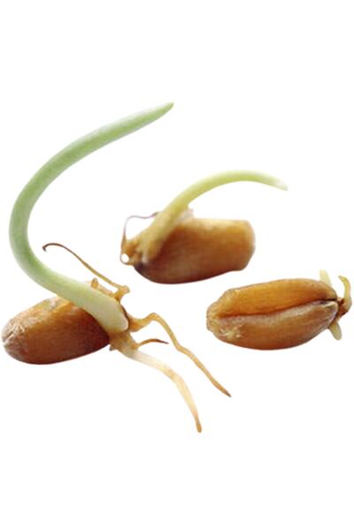 KAPPADOKİA Filizlendirimiş Buğday Unu 1 Kg
