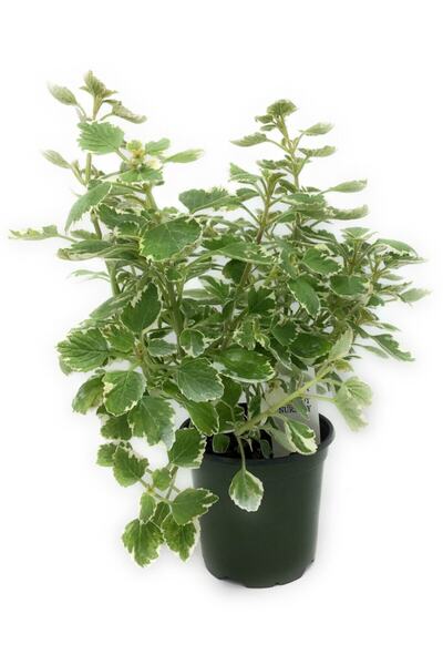 FİDEİSTE Saksıda Alacalı Küba Kekiği Plectranthus Amboinicus Variegata 10-15 Cm