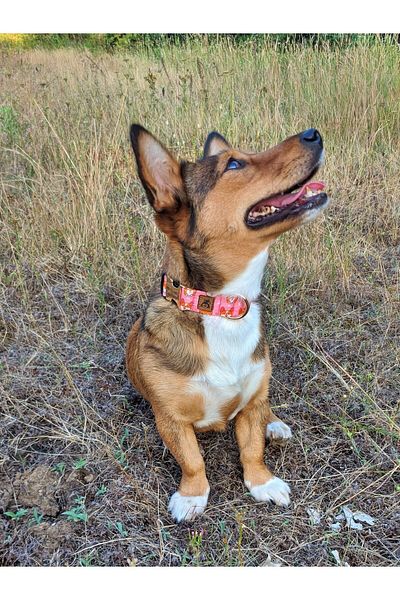 UTDpet Corgi Dog Collar Set - Comfortable and Stylish Design