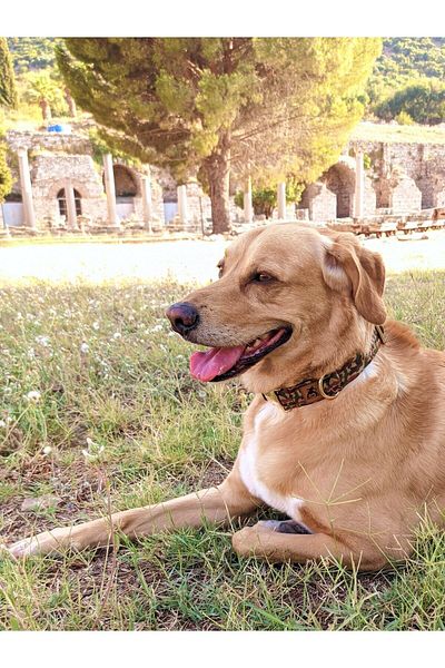UTDpet مجموعة طوق الكلب المموه