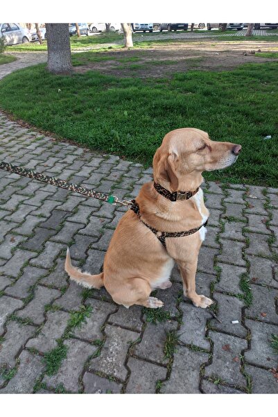UTDpet Camouflage Köpek Tasma Seti