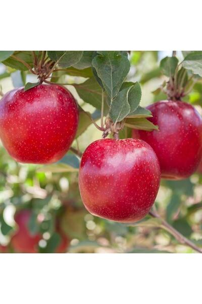 İdeaPazar Tüplü Aşılı Yazlık Bol Verimli Tam Bodur Mondial Gala Elma Fidanı