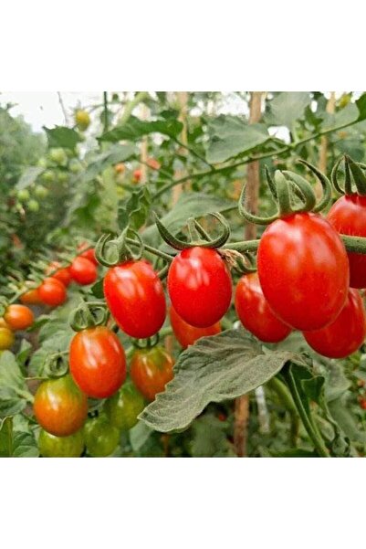 İdeaPazar Yeni Çeri Hibrit F1 Domates Tohumu (10 Tohum)