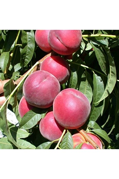 İdeaPazar Tüplü Aşılı Tam Bodur Kendine Verimli Red Elegant Şeftali Fidanı