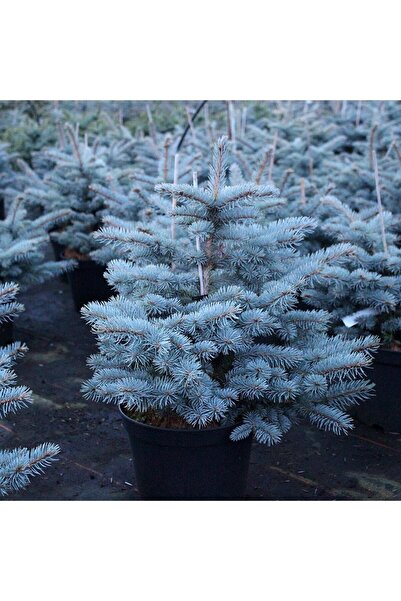 İdeaPazar Mavi Ladin Tohumu (1000 Tohum)