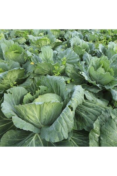 İdeaPazar Doğal Morris Kara Lahana Tohumu(100 Tohum)