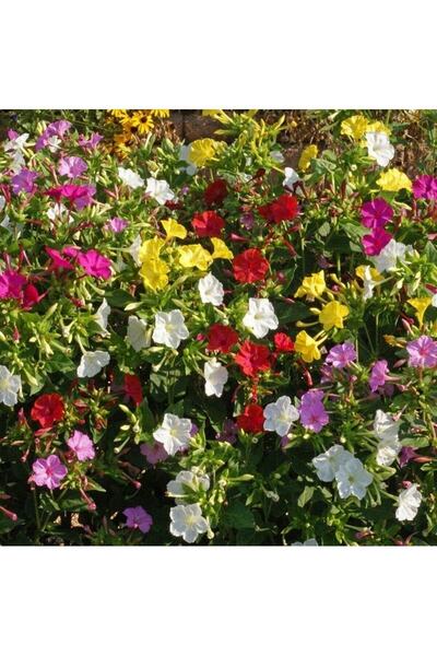 İdeaPazar Bicolor Mixed Akşam Sefası Çiçeği Tohumu (20 Tohum)