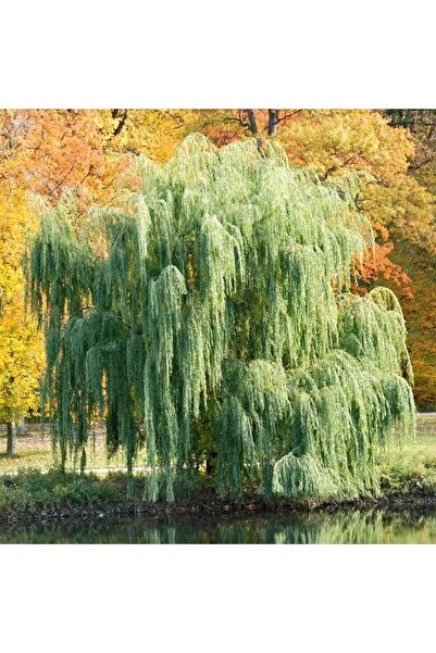 İdeaPazar Tüplü Salkım Söğüt Ağacı (salix Bayblonica) Fidanı (5 Adet)