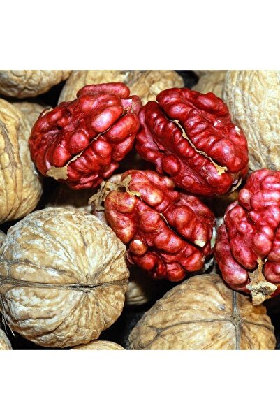 İdeaPazar Sınırlı Stok Özel Üretim Kırmızı Ceviz Fidanı