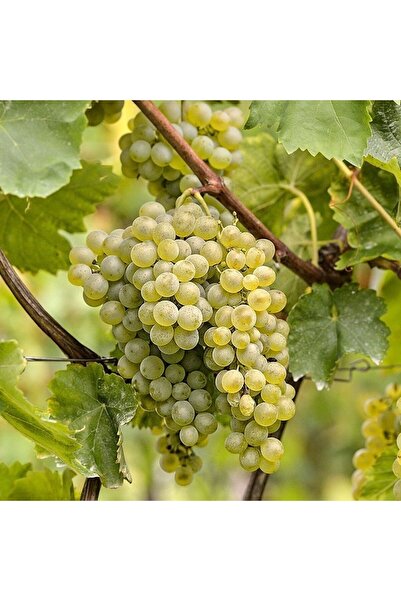 İdeaPazar Tüplü Kokulu Chardonnay Üzüm Asma-bağ Fidanı