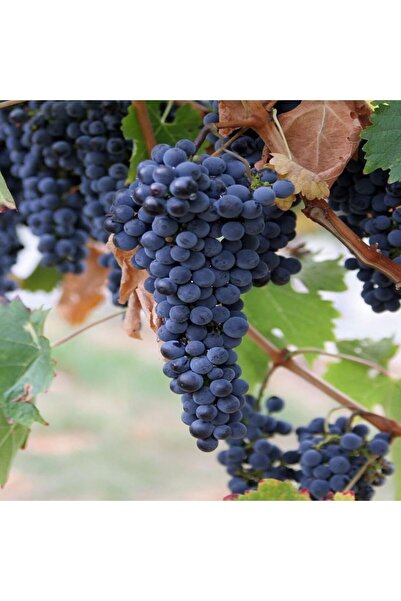 İdeaPazar Tüplü Özel Çeşit 2b56 Tekirdağ Reçellik Üzüm Asma-bağ Fidanı