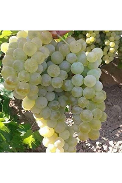 İdeaPazar Tüplü Kokulu Sauvignon Blanc Üzüm Asma-bağ Fidanı