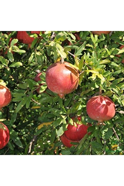 İdeaPazar Tüplü Nadir Bulunan Tatlı Çekirdeksiz Nar Fidanı