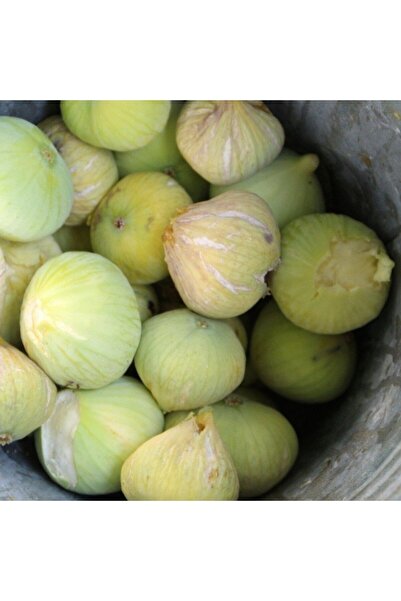 İdeaPazar Tüplü Sofralık Kurutmalık Reçellik Nadir Bulunan Mut Inciri Incir F...