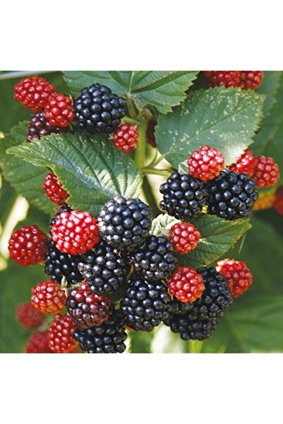 İdeaPazar Tüplü Dikensiz Bol Verimli Jumbo Böğürtlen Fidanı