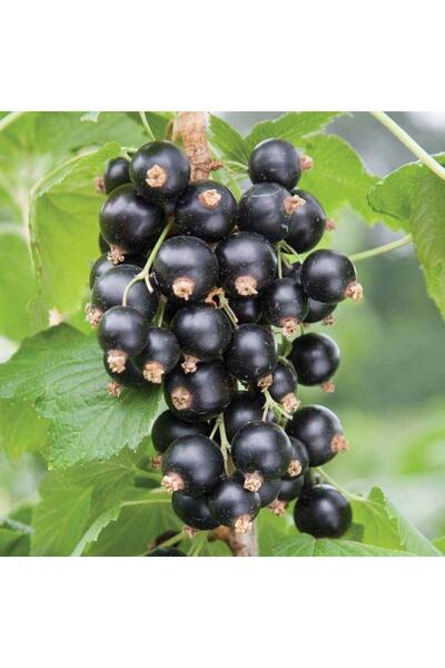 İdeaPazar Tüplü Aromatik Verimli Siyah Rosenthals Frenk Üzümü Fidanı