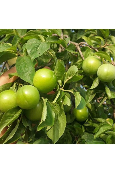 İdeaPazar Tüplü Aşılı Erkenci Tam Bodur Bol Verimli Yeşil Cin Erik Fidanı