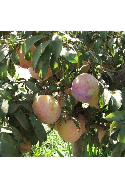 İdeaPazar Tüplü Aşılı Nadir Çeşit Verimli Tracy Sun Japon Erik Fidanı