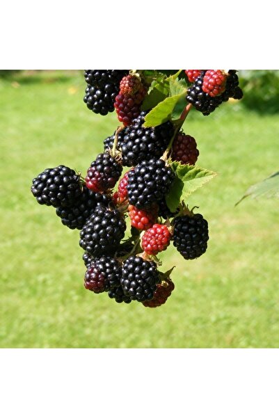 İdeaPazar Tüplü Verimli Dikensiz Chester Böğürtlen Fidanı