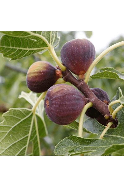 fidanpaketim Bursa Siyah(Dürdane) İncir Ağacı