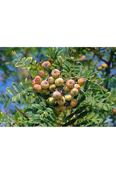 Genel Markalar Ovaz Sorbus Domestica Üvez Fidanı Tüplü 60-80cm
