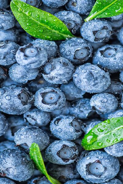 ( 3 Pcs ) Blue Berry Blueberry Seedling 3 Years Old