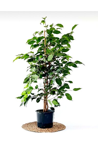 bikaktüsdünyasi Ficus Benjamin